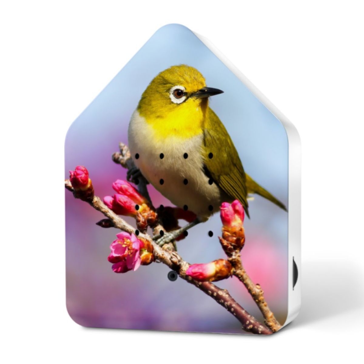 Relaxound Zwitscherbox Vogelgeluiden Limited Edition Silvereye